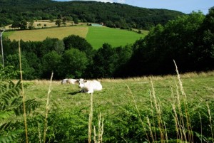 paysage été                  